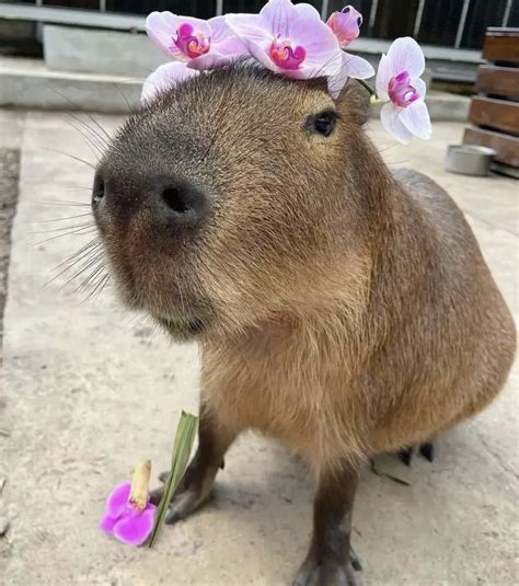Cute capybara - Mice are simultaneously cute and some of the most horrendous pests of all time. If you’re dealing with a minor infestation, these tips will help you reclaim your castle from the en...